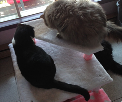 Home visits for cat - New cat condo, time to explore